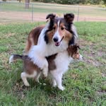 Lori Bradford Hannah - @liberty_bodie.sheltiepups - Instagram
