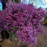 Lora Stark Burke-Mulkey - @lburke58 - Instagram