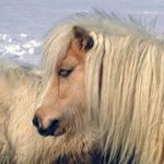 Lori Burns - @northstaracres - Instagram