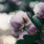 Lora Carroll - @lora98671 - Instagram