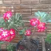 Rosa  do deserto - @loracyrodrigues37 - TikTok