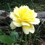 Lora Glasure Erwin - @loraerwin - Instagram
