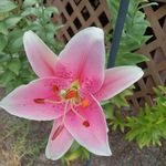 Lora Willis Estep - @loraestep - Instagram