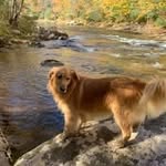 Lori Ewing - @wvmountaineerpm - Instagram