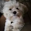 loraharveypoppele - @loraharveypoppele - TikTok