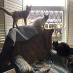Lora Hawkins - @in_the_cat_house - Instagram