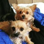 Lora Howe - @puddinandlady - Instagram