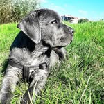 Лора Кане Корсо🐶🐶 - @lorakane_kors_ - Instagram