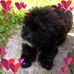 Laura Lemay - Facebook