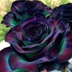 Lora Lucas - Facebook