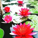 Diane Lora Moser - @dianes_dharma - Instagram