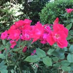 Lori Nielsen - @truelifegirl - Instagram