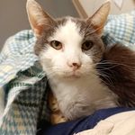 Lori Sexton - @catladyinwv138 - Instagram