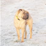 Loras_sharpei - @loras_sharpei - Instagram