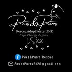Lora Stratton - @pawsnpurrs2020 - Instagram