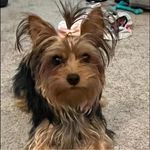 Lorie Tillman - @lorietillman - Instagram