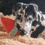 Lora Wills - @plentyapets - Instagram