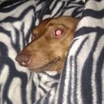 Lora Wiseman - @lorawiseman - Instagram