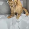 lorraine burke - @lorraine.burke0 - TikTok
