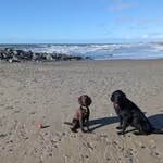 Lorraine Cooper - @lorrainecoopermrsflatcoat - Instagram