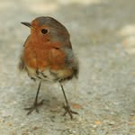 Loraine Perry - @lori_is_birdwatching - Instagram