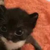 Lorelai Johnson - @lorelai.johnson3 - TikTok