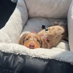 Lorelei Smith - @pet_tips22 - Instagram