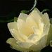 Cecilia Lorent - Facebook