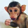 lorenchuck - @lorenchuck - TikTok