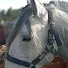 lorena 🤪🐎 - @lorena_alegria - TikTok