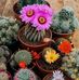 Lorena Camarillo - Facebook