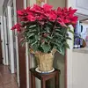 Lorena Coronel - @lorena.coronel39 - TikTok