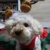 Catalina catu🐩 - @lorenaguajardo78 - TikTok