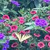 Lorene Holt-Peck - Facebook