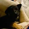 Mango1211 - @lorenawilson19 - TikTok