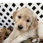 Lorena Wood - @horseygramma58 - Instagram