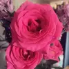 LoryAlice8706 - @lorenazarate8706 - TikTok