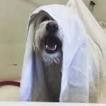 Loren Armstrong - @tacoma_doodle_grooming - Instagram
