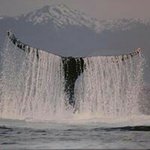 Loren Carroll - @seaturtle65 - Instagram