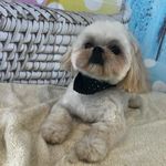 Lorene Crow - @lorene_crow - Instagram