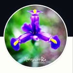 Loren Griffin - @honeybeephotographynz - Instagram