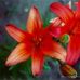 Lorene Key - Facebook