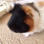 Loren Massey - @piggies_page_for_mary - Instagram
