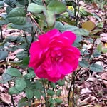 Lorene McIntyre - @renie1954 - Instagram