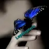 Loren Moran - @lepidoptera7 - TikTok