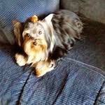 Lorene Rogers - @clrogers4813 - Instagram