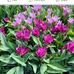 Lorene Smith - Facebook