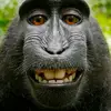 the monkey of wisdom - @keithlorenzo2 - TikTok