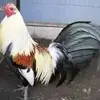 Luis Miguel Lorenzo Lizana - @luismiguelloren21 - TikTok