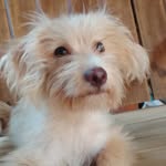 Lorenzo Manuel palomo - @plorenzomanuel - Instagram